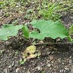 Arctium nemorosumLeaf