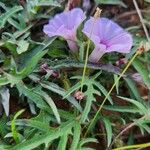 Ipomoea oenotherae Folha