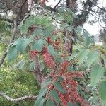 Marcetella moquiniana Likasa