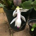 Schlumbergera truncataFlors