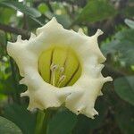 Solandra grandiflora Цветок