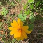 Tithonia diversifolia花