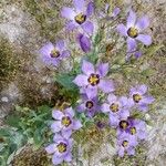 Eustoma exaltatum Cvet