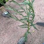 Oenothera suffrutescens Folha