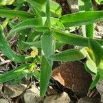 Commelina africana Leaf