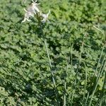 Narcissus obsoletus 形態