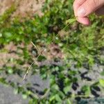 Eragrostis pilosa Flower