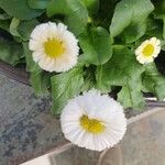 Bellis rotundifolia Цвят