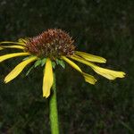 Echinacea paradoxa Flor