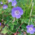 Geranium pratenseFleur