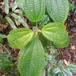 Miconia crenata ഇല