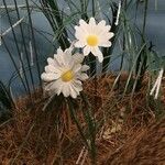 Leucanthemum maximum Floro