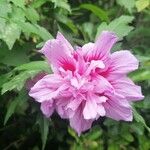 Hibiscus syriacusÕis