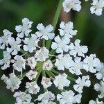 Sium latifolium Blomma