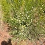 Baccharis sarothroides Kvet