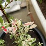 Salix integra Leaf