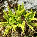 Asplenium viride Blatt