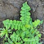 Sonchus ustulatus Leaf