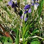 Polygala alpestris Blatt