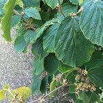 Hamamelis × intermedia Leaf