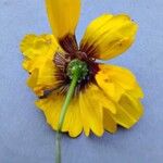 Coreopsis tinctoria Цвят