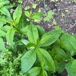 Phlox paniculataFulla