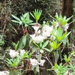 Rhododendron griffithianumLeaf