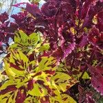 Coleus decurrensHoja