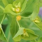 Euphorbia platyphyllos Květ