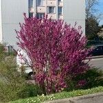 Cercis chinensis Характер