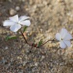 Linanthus dichotomus Συνήθη χαρακτηριστικά