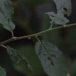 Prunus japonica 葉