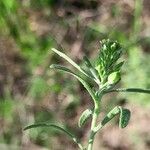 Alyssum desertorum 花