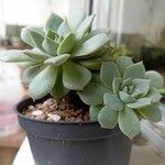 Echeveria elegansList