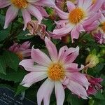 Dahlia pinnataBloem