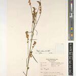 Polygala mendoncae Other