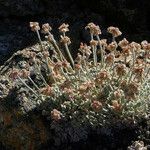 Eriogonum ovalifolium Habit