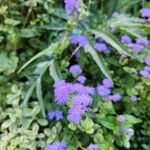 Ageratum houstonianumBloem