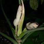 Philodendron rothschuhianum Fruto