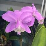 Cattleya loddigesii Flower