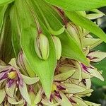 Eucomis bicolorFlower