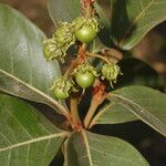 Byrsonima crassifolia Fruit