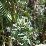 Cunonia pulchella Hábito