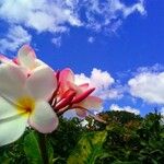 Plumeria rubraBlüte