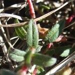 Helianthemum italicum List