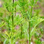 Adonis aestivalis Leaf