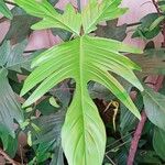 Philodendron pedatum Folha