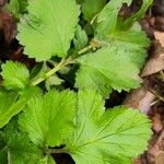 Geum macrophyllumDeilen