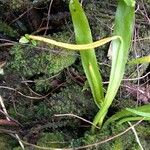 Ophioglossum pendulum পাতা