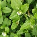 Stellaria gramineaFlor